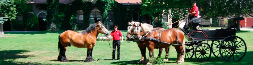 SORTIE ENSEM Alumni : un Haras et une Saline